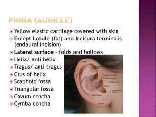 Anatomy of ear | PPTX