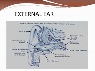 Anatomy of ear by dr. bomkar bam (MS) ent | PPTX