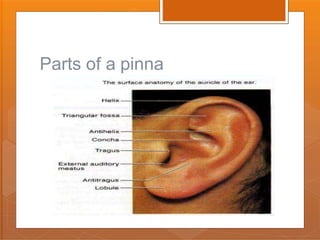 Anatomy of ear | PPTX