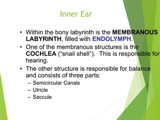 Endolymph Labyrinth Anatomy of ear | PPTX