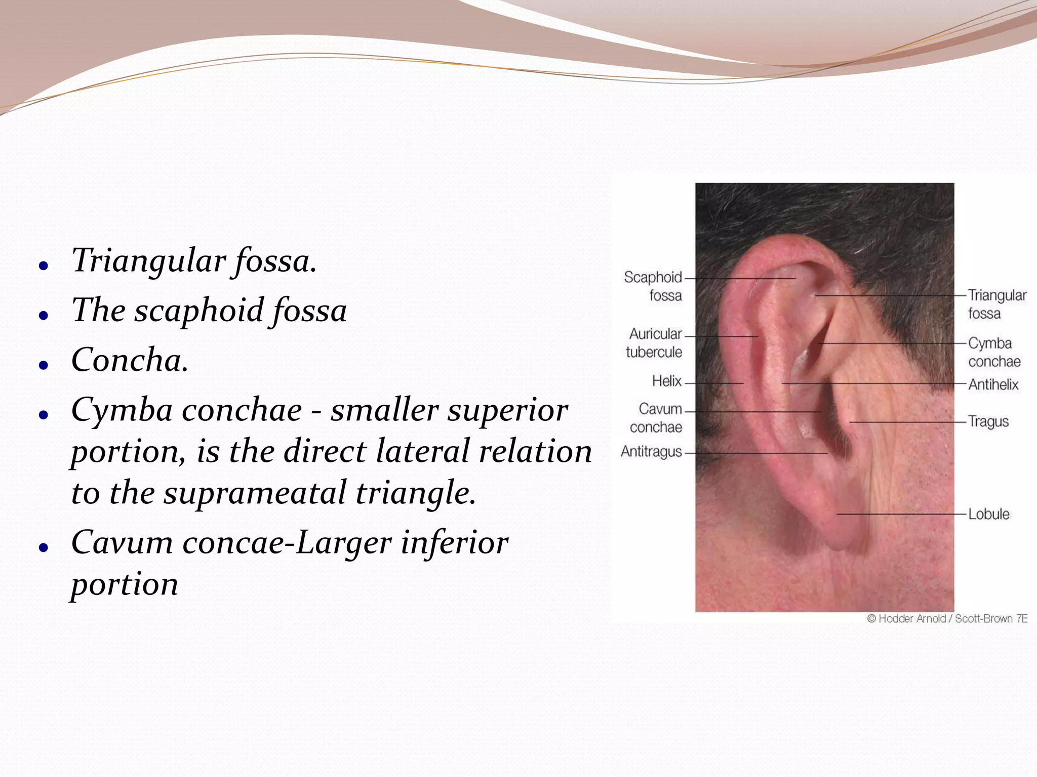 ANATOMY OF EAR pptx ANATOMY OF EAR pptx