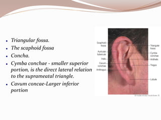 Triangular Fossa Pericing ANATOMY OF EAR.pptx