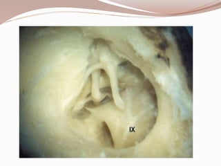 ANATOMY OF EAR.pptx
