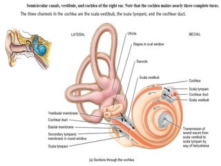 ANATOMY OF EAR WITH DIAGRAMS SHOWING STRUCTURES.pptx