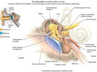 Rotated Ear ANATOMY OF EAR WITH DIAGRAMS SHOWING STRUCTURES.pptx