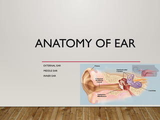 Comprehensive Anatomy of the Human Ear: External, Middle, and Inner ...