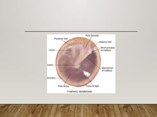 Comprehensive Anatomy of the Human Ear: External, Middle, and Inner ...