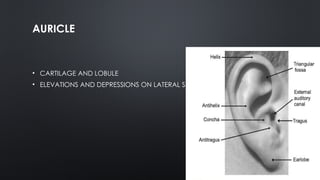 Anatomy of ear with all its aspect cover | PPTX