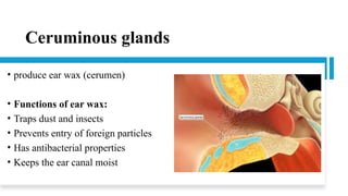 COMPLETE ANATOMY OF HUMAN EAR (LECTURE # 2).pptx