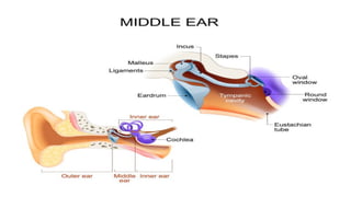 COMPLETE ANATOMY OF HUMAN EAR (LECTURE # 2).pptx