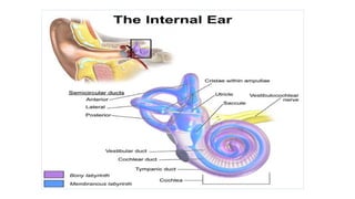 Rotated Ear COMPLETE ANATOMY OF HUMAN EAR (LECTURE # 2).pptx