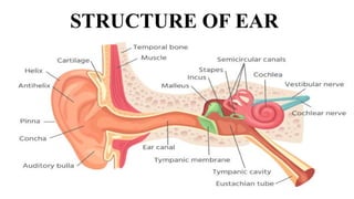 Lobulus Ear COMPLETE ANATOMY OF HUMAN EAR (LECTURE # 2).pptx