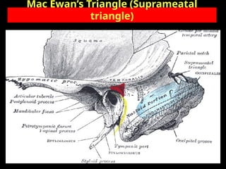 Anatomy of ear and mastoid.ppt //Dr Krishna Koirala | PPT