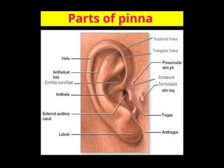 Positioning Pinna Anatomy of ear and mastoid.ppt //Dr Krishna Koirala | PPT