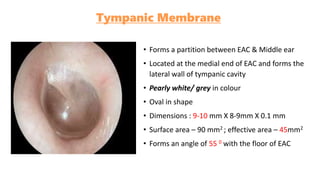 Anatomy of ear for UG.pptx