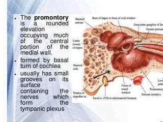 anatomy of ear nn.pptx