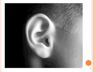 External Ear Rotation ANATOMY OF EXTERNAL EAR | PPTX