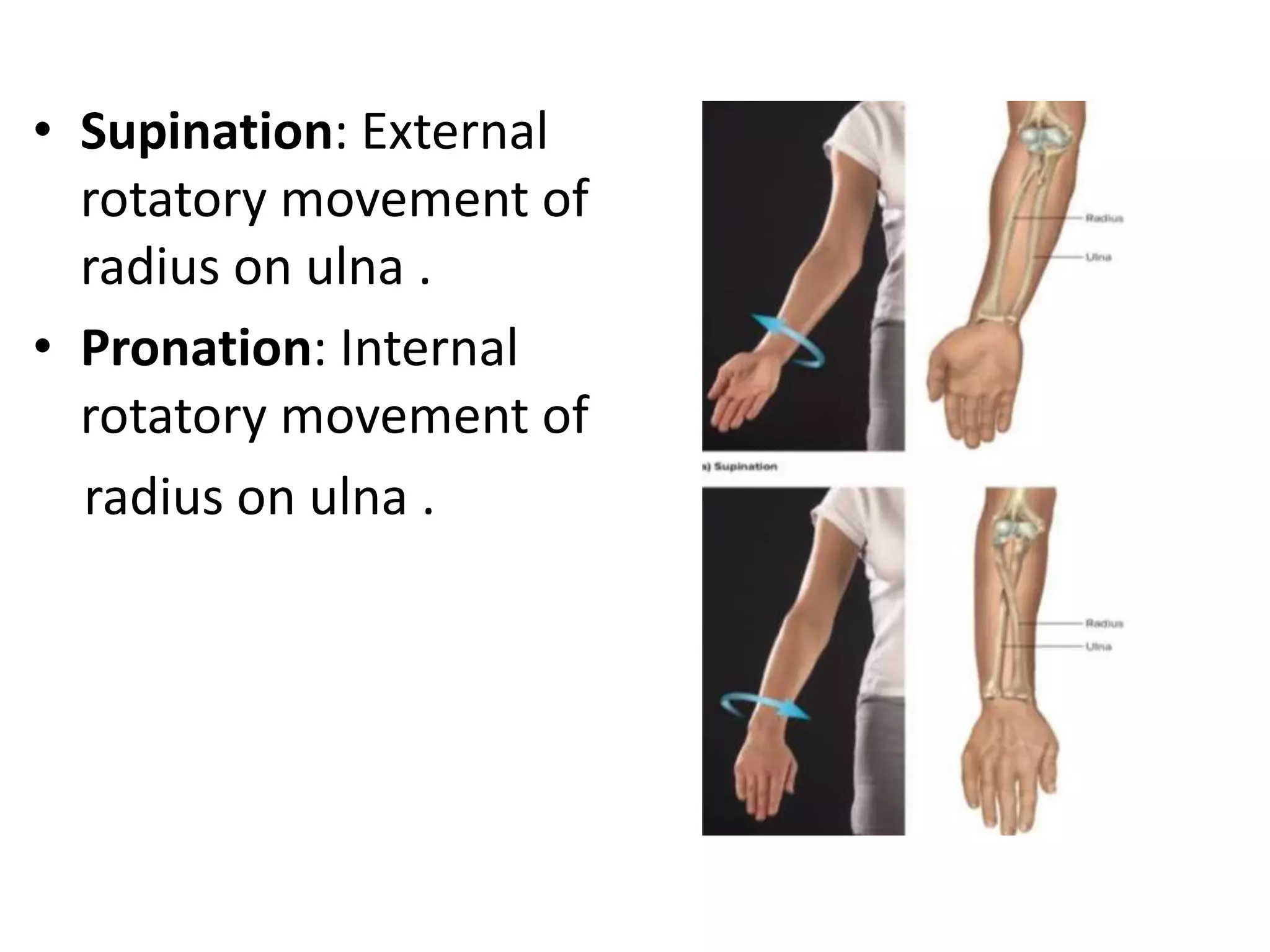 Anatomy of elbow joint | PPTX