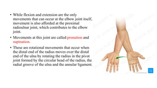 ANATOMY OF ELBOW JOINT.pptx