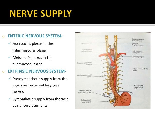 Anatomy of esophagus