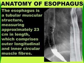 ANATOMY OF ESOPHAGUS
The esophagus is
a tubular muscular
structure,
measuring
approximately 23
cm in length,
which comprises
outer longitudinal
and inner circular
muscle fibres.
 