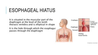 Anatomy of Esophagus for nursing student | PPTX
