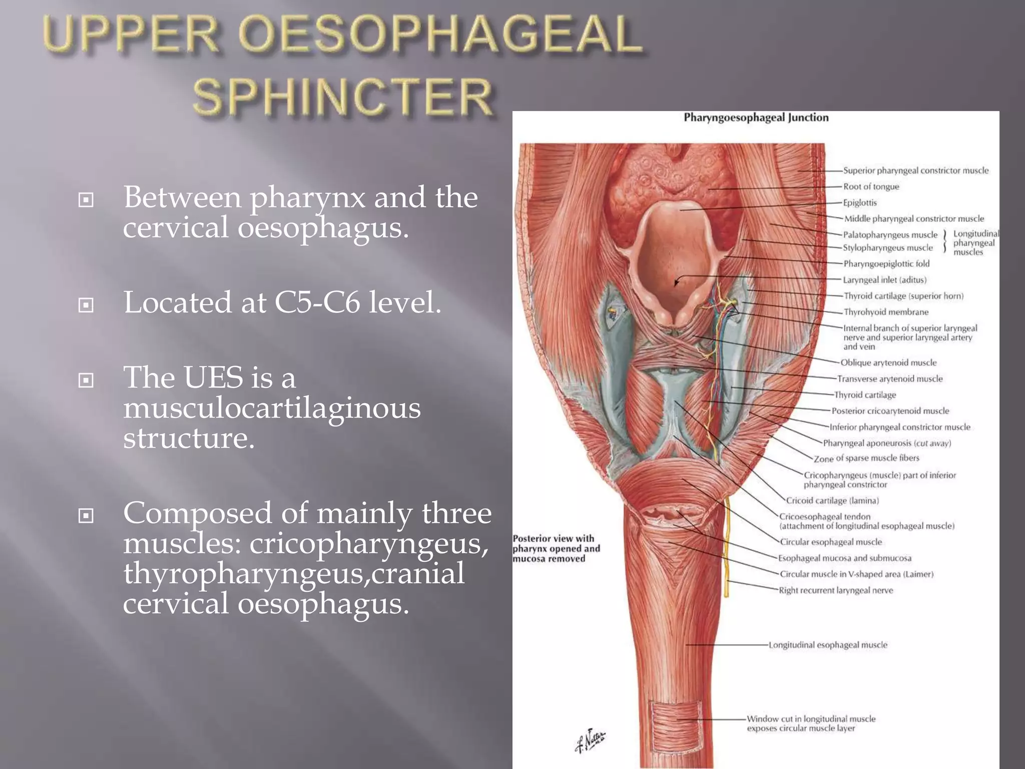 Anatomy of esophgus | PPTX