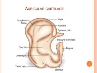 Anatomy of External Ear and Middle Ear | PPTX