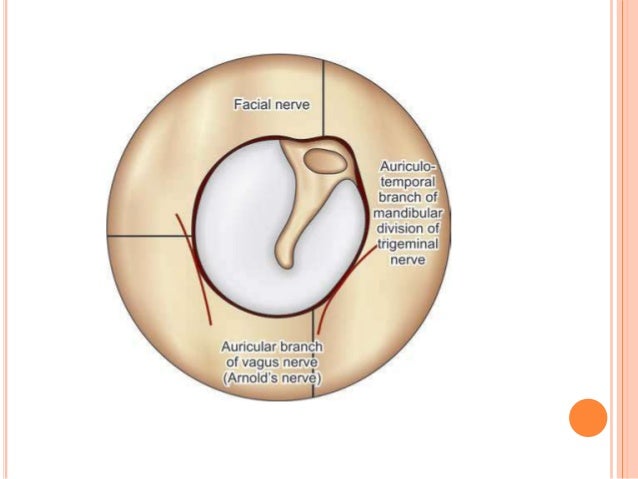 external ear anatomy