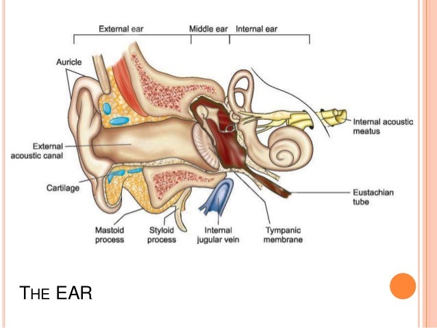 Anatomy of External Ear and Middle Ear