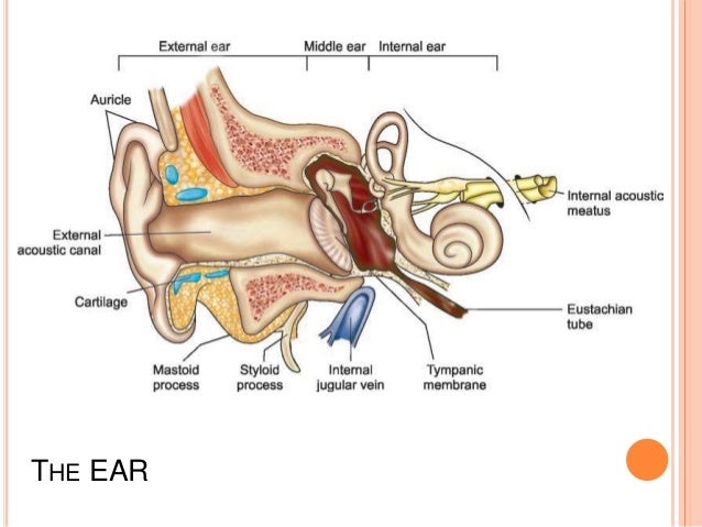 external ear anatomy