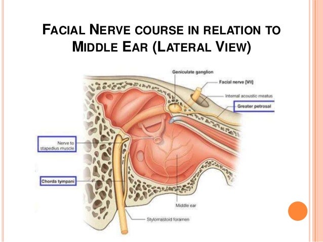 external ear anatomy