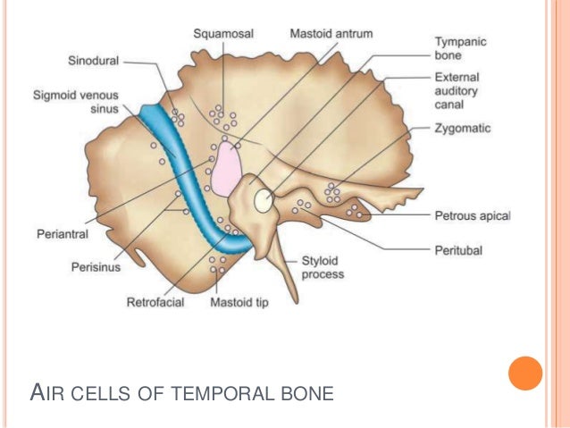 external ear anatomy