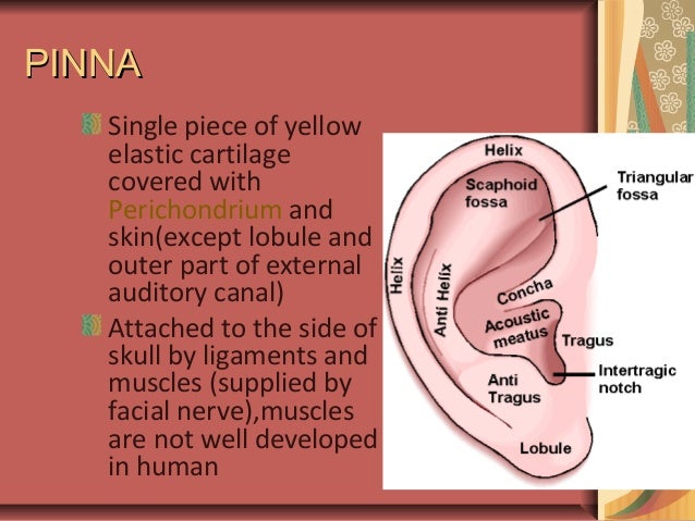 Anatomy of external ear