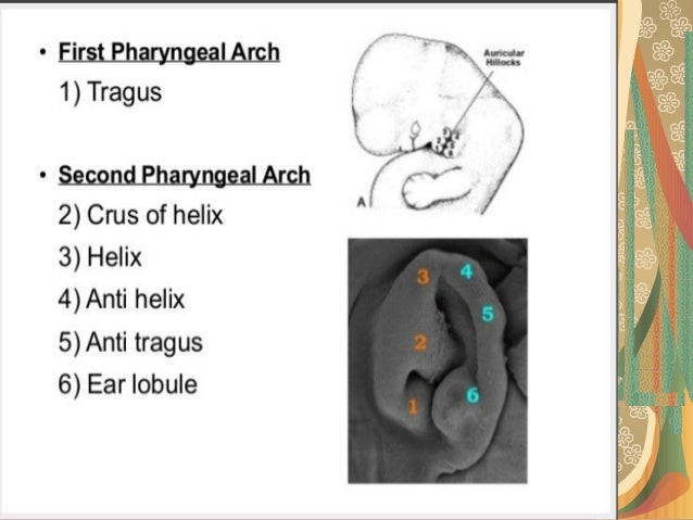 Anatomy of external ear
