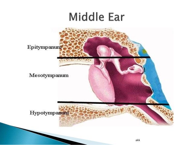 Anatomy of External and Middle Ear