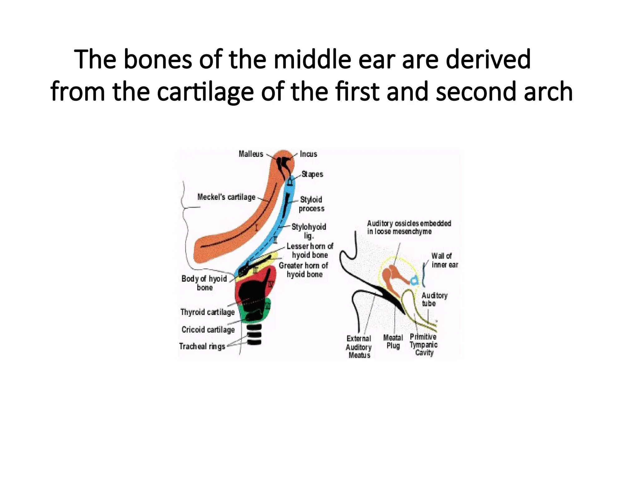 Anatomy Of External And Middle Ear .ppt