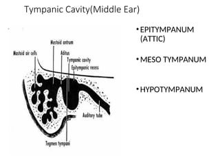 Anatomy Of External And Middle Ear .ppt