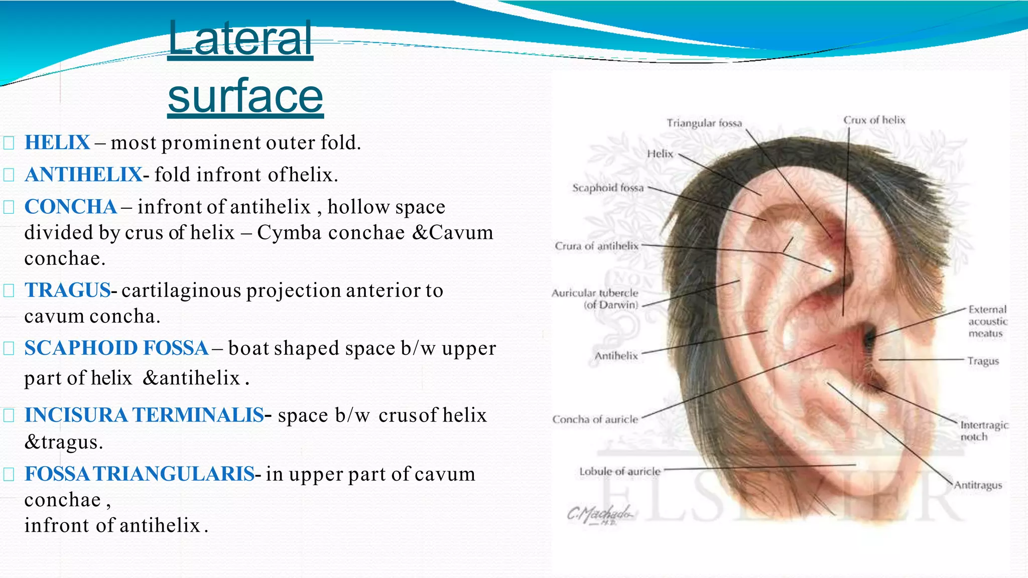 Anatomy Of External And Middle Ear By Dr Faisal Rahman PPTX Anatomy Of External And Middle Ear By Dr Faisal Rahman PPTX