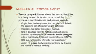Anatomy of external and middle ear by dr. faisal rahman | PPTX