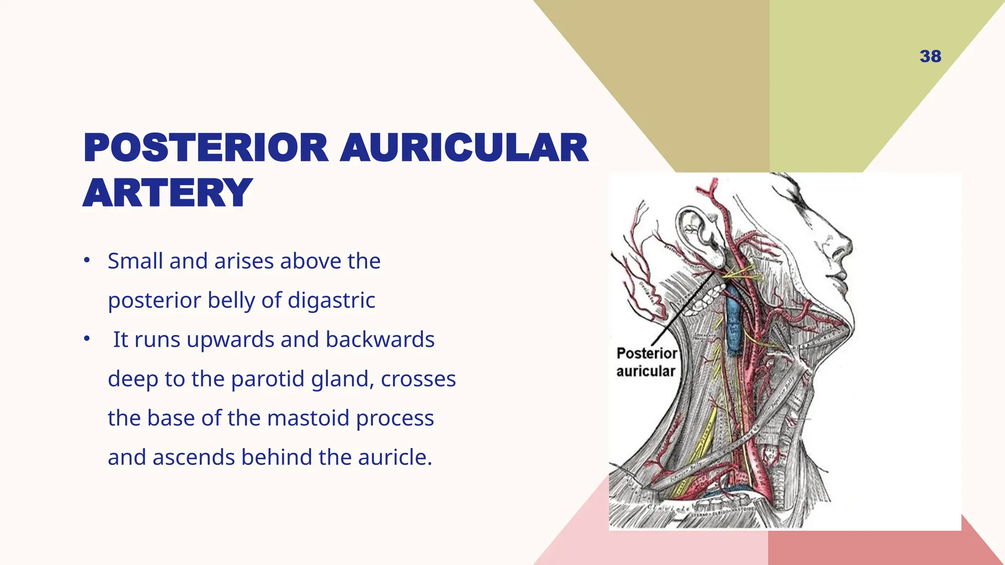 Anatomy of external carotid artery 1.pptx