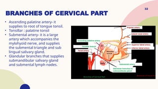 Cervical Roots Anatomy of external carotid artery 1.pptx