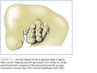 Anatomy of external ear, embryology and clinical significance | PPTX
