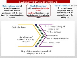 ANATOMY OF EXTERNAL EAR anatomy and ENT.pptx