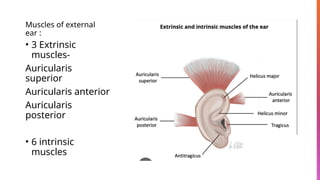 Ear Rotation Muscles Anatomy of external ear.pptx information of ent | PPTX