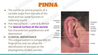 Anatomy of External Ear.pdfghsdghnfcgfgfc | PDF