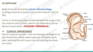 Anatomy of External Ear.pdfghsdghnfcgfgfc | PDF