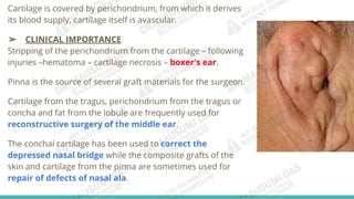 Anatomy of External Ear.pdfghsdghnfcgfgfc | PDF