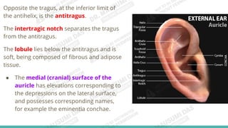 embryology and Anatomy of External Ear.pdf