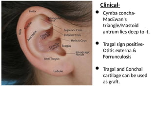Anatomy of External Ear (1).pptx in detail | PPTX